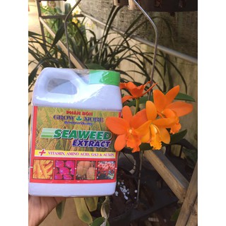 Phân bón lá hữu cơ rong biển seeweed extract, hàng nhập mỹ 500ml
