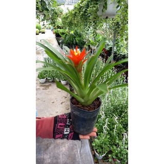 Phát lộc hoa