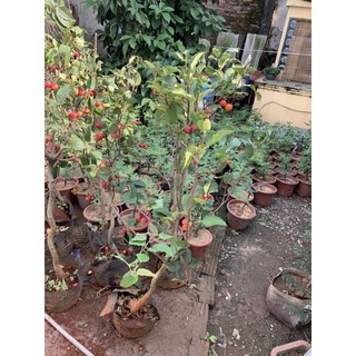cây táo bon sai cơ lớn
