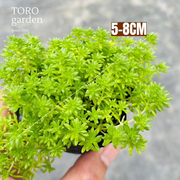 SEN ĐÁ SEDUM XANH ĐÀ LẠT SIZE BÉ, SIÊU KHOẺ ĐẸP, THUẦN MỌI KHÍ HẬU, HƯ 1 ĐỔI 1