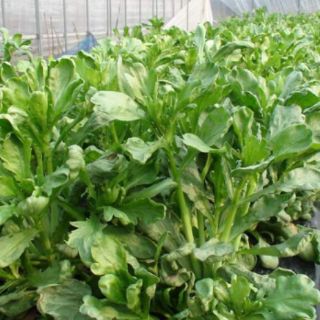 HẠT GIỐNG CẢI CÚC NẾP THÁI LAN