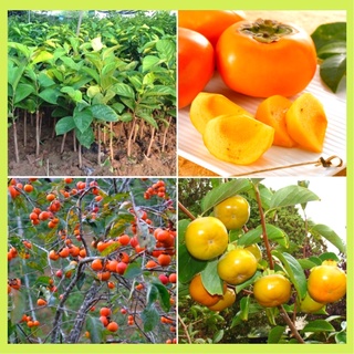 Cây giống hồng giòn Nhật Bản cho quả ăn giòn ngọt.