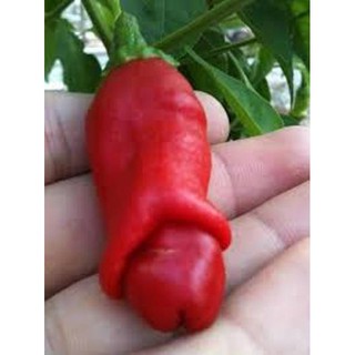 5 Hạt giống ớt cu tí ( ớt Peter ) [CHẤT LƯỢNG]
