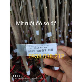 CÂY GIỐNG MÍT RUỘT ĐỎ SƠ ĐỎ
