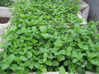 Hạt giống Húng bạc hà
