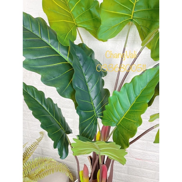 Cây giả-Cây Tai Voi Nam Phi loại cao cấp ,decor cực đẹp