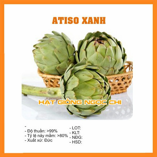 Hạt Giống Atiso Xanh (Hạt Giống Ngọc Chi) - 5 Hạt