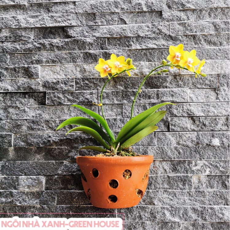 Chậu trồng cây ốp tường, đính tường trang trí, chậu trồng lan bằng gốm sứ đất nung Bát Tràng có lỗ thoát nước và lỗ treo