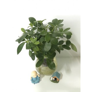 (Xanhshop22) - Ngũ gia bì thủy sinh để bàn
