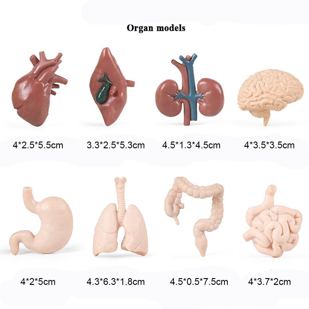 Bộ 8 Mô Hình Đàn Organ Con Người Montessori Tự Nhiên Giúp Bé Học Hỏi