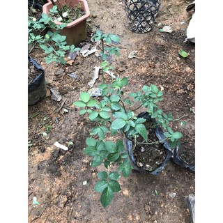 Cây hồng leo tường vi