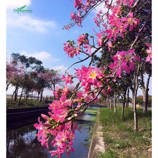 Cây giống hoa Mỹ nhân