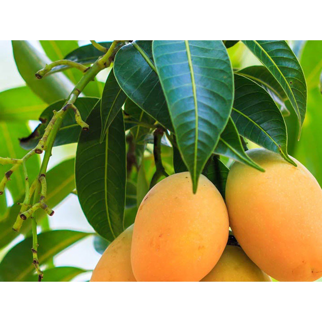 Cây giống Xoài Thanh ca  .
