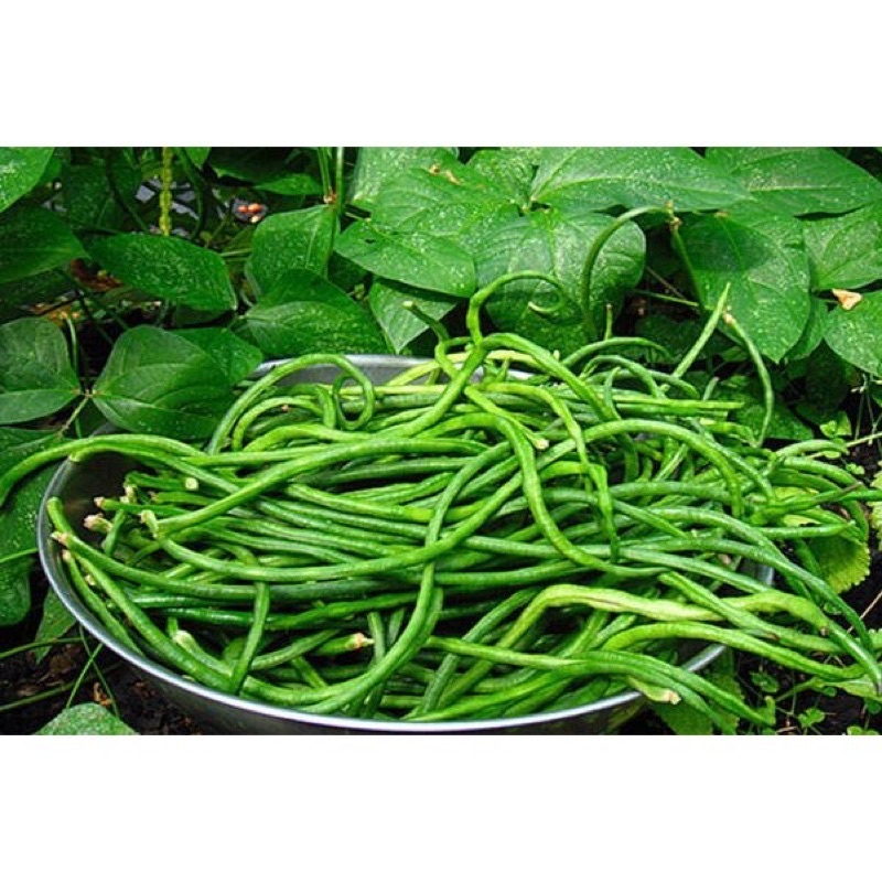 Hạt giống đậu đũa ngồi xanh gói 20gr ngon ngọt dễ trồng