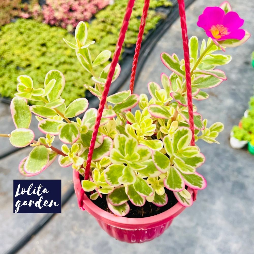 Sen đá sedum cỏ sam chậu treo Đà Lạt size trung bình cây cảnh trang trí nhà cửa Lolita garden