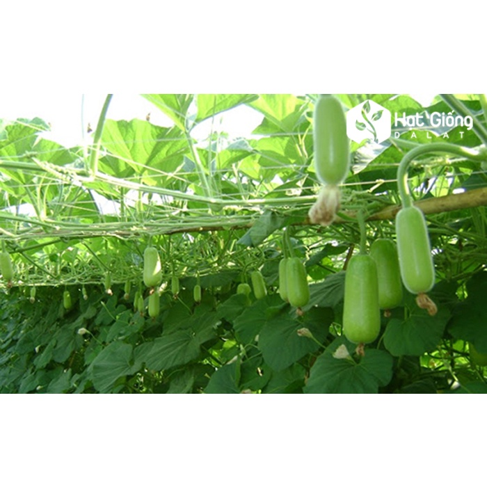 Hạt_Giống_Bí_Đao_Chanh 15 hạt
