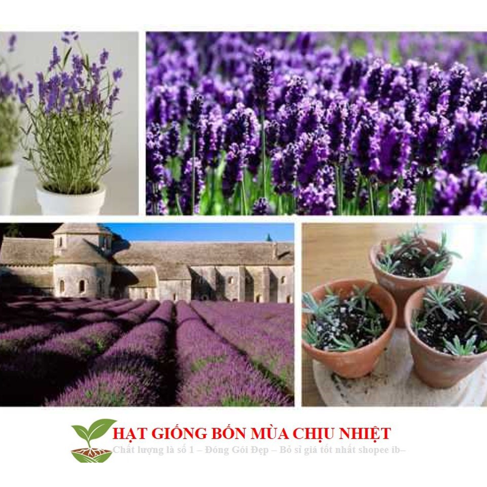 Hạt giống hoa oải hương pháp (lavender tuyết) ĐẾN MÙA TRỒNG TẾT