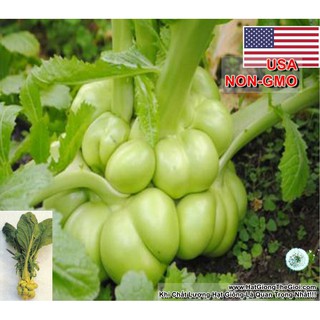 50h Hạt Giống Cải Bẹ Dưa Tiên Ông Tứ Xuyên (B2.203| C49*X45*M240)