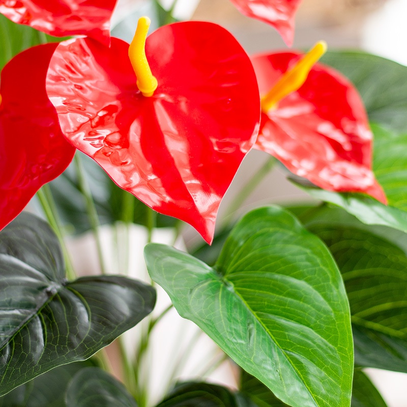 Cây Giả - Cây Hoa Hồng Môn Yến Lớn 8 Đầu Hoa Đỏ &amp; Lá - Cây Giả Trang Trí Nhà Cửa Lizflower