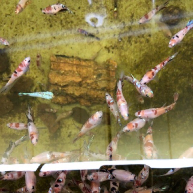 Cá betta thuỷ sinh