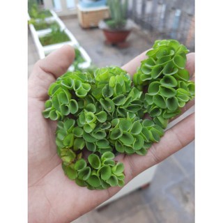 Bèo Tai Chuột - Cây Thủy Sinh