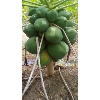 Hạt Giống Đu Đủ Lùn Ruột Đỏ Siêu Quả