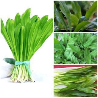 Hạt giống rau Ngò Gai cao sản nhập khẩu-  chuyên dụng.