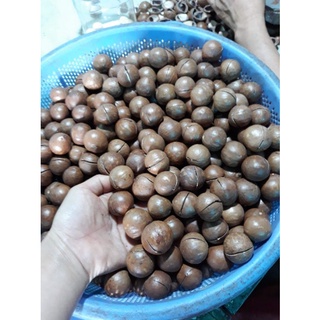 500gr macca đăklak sấy nứt vỏ loại 1