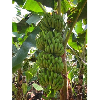 Cây Chuối già nam mỹ giống