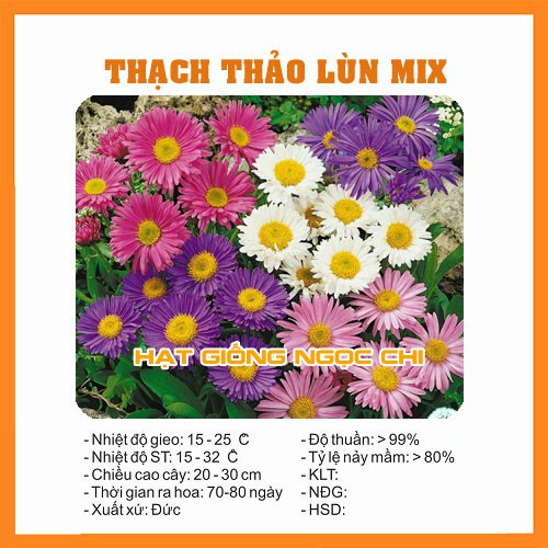 Hạt Giống Hoa Thạch Thảo Lùn Mix - 100 Hạt