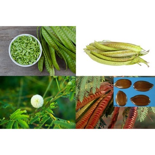 10Gram Hạt Giống Cây Keo Dậu