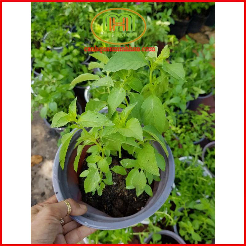 ĐỒNG GIÁ cây giống các loại rau thơm