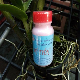 Keo liền da cây mỹ tiến