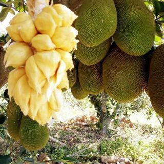 Mít tố nữ Malaysia