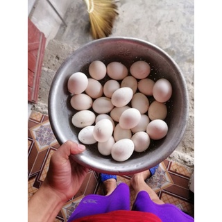 TRỨNG GÀ TRE TÂN CHÂU ẤP NỞ