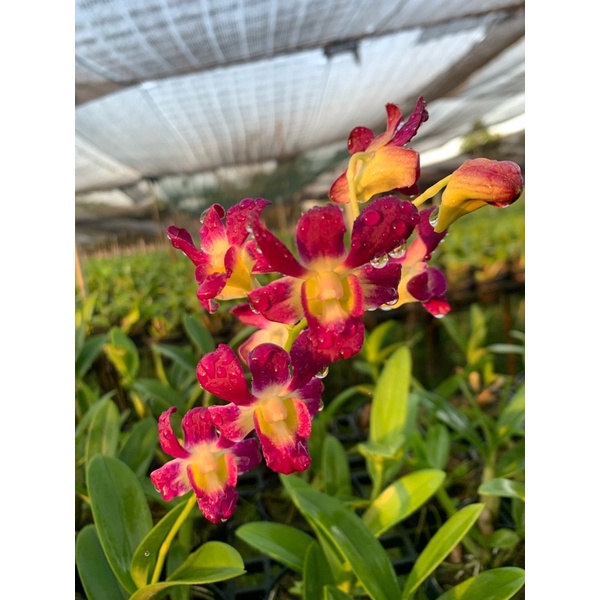 Hoa Lan Denro Nắng Burana cây đang nụ