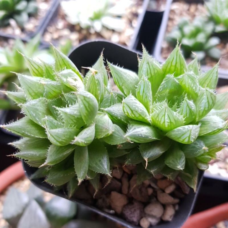 Sen đá kim cương - Haworthia Cooperi (hoặc Cooper's Haworthia) (bụi)