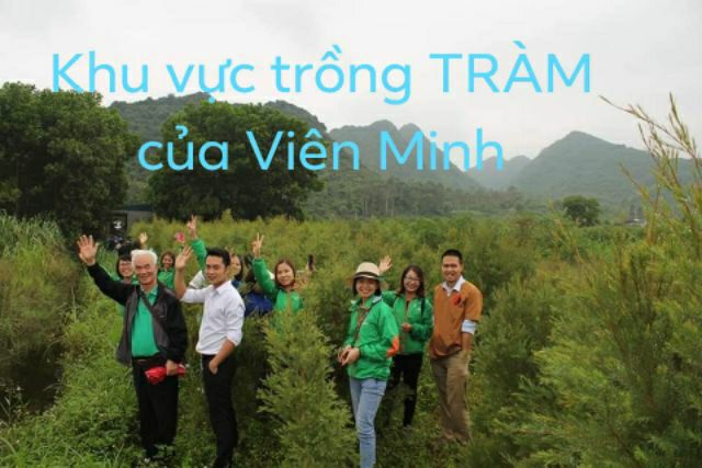 Tinh dầu tràm Viên Minh bỏ túi 5 ml, cực kỳ tiện lợi nha