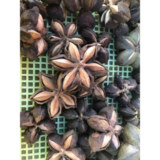 HẠT SACHI DAKLAK Loại 1