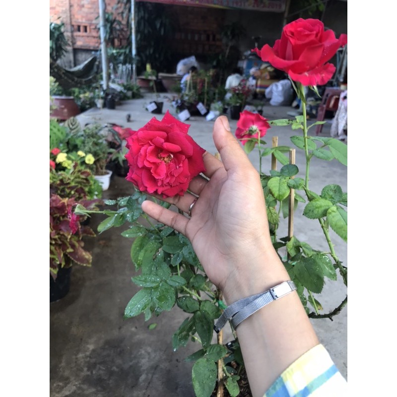 caykiengsadec hoa Hồng nhung + tặng phân bón - hoa kiểng lá - cây phong thủy - trang trí nội thất