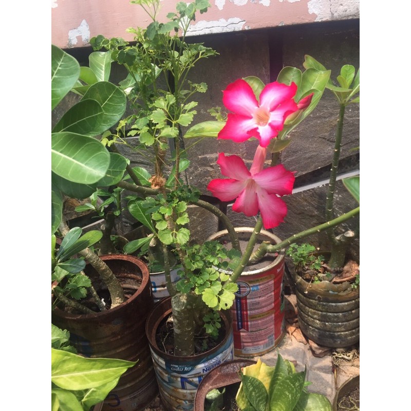Cây sứ con màu ngẫu nhiên