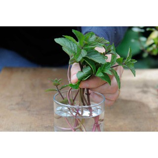 Hạt Giống Cây Bạc Hà