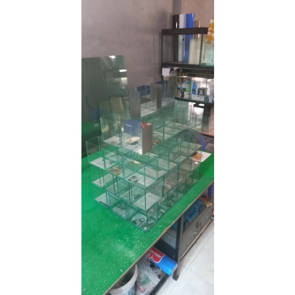 Bể Cá Betta, Guppy