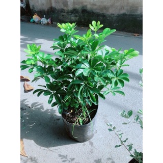 Cây ngũ gia bì size lớn (cây đuổi muỗi)