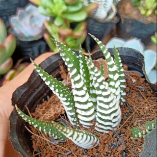 Cây móng rồng sọc vằn size nhỏ