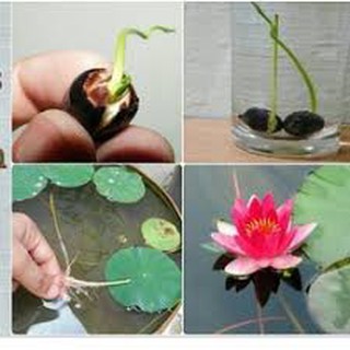 Gói 100 hạt giống sen nhật mini nhiều màu