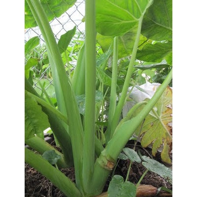 CÂY BẠC HÀ  SINH SẢN TỐT