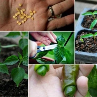 20 Hạt giống ớt cu tý