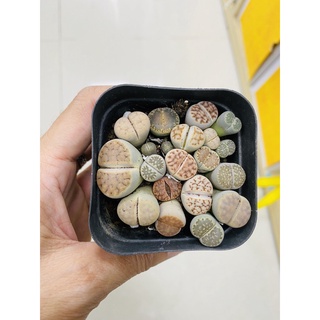 Cây sen đá mông lithops 1 năm tuổi