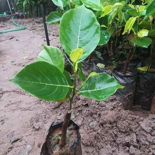 Combo cây giống,mít cóc,nhót